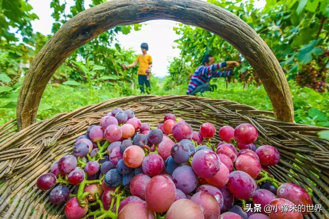 河南洛阳发布最新通知,洛阳牡丹花会向全世界发出邀请