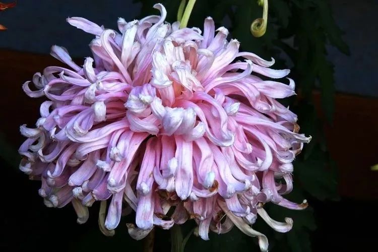 花中四君子菊花国画用笔,花中四君子菊花高清图片