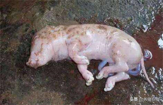 母猪产死胎是什么原因,从死胎颜色判断母猪原因