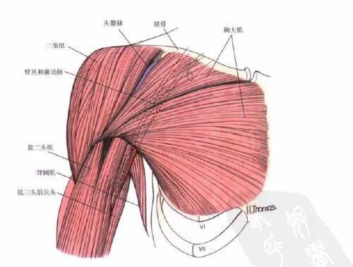 上胸为什么是最难练的原因,上胸怎么都练不大