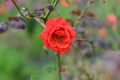 马来西亚旅游景点地图,马来西亚著名景点岛屿