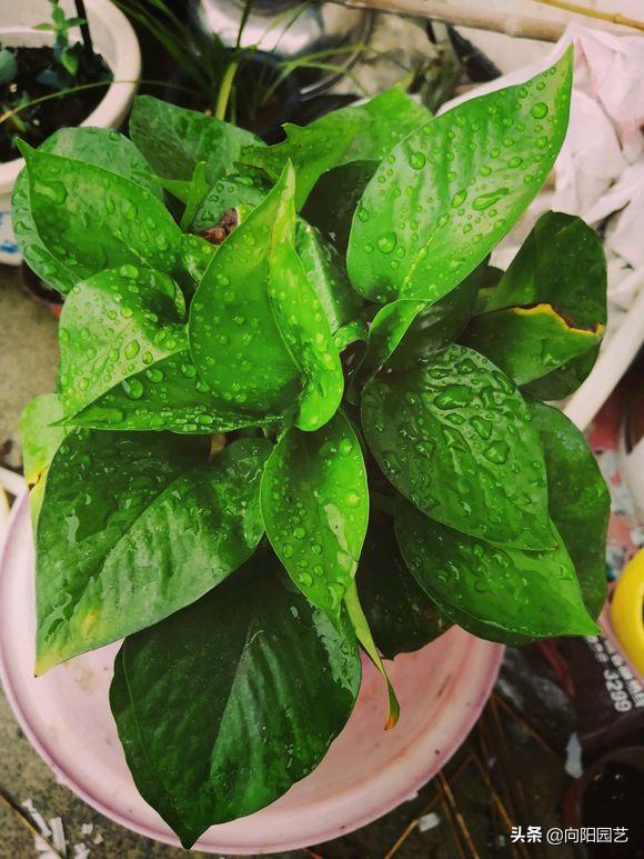 绿萝黄叶加什么改善,绿萝有黑斑点和黄叶怎么补救