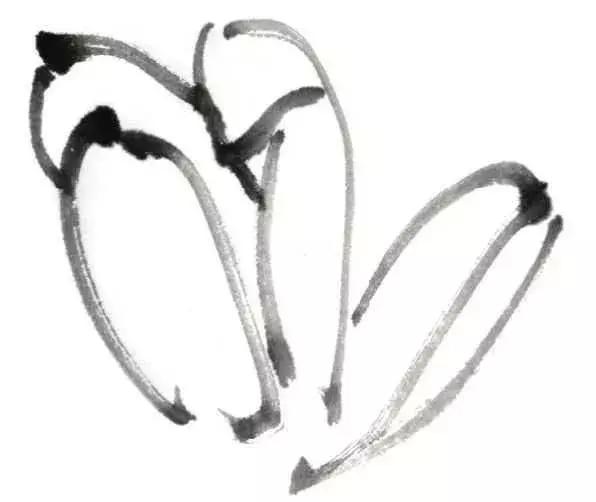 白描荷花的画法图片,如何画荷花白描大片