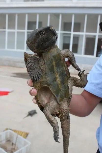 凶猛一点的新手龟,凶猛的龟都有什么品种