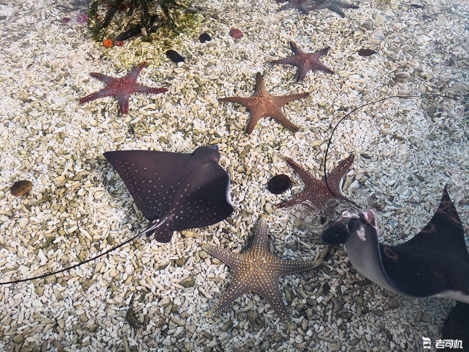 珠海长隆海洋王国亲子游攻略,珠海长隆海洋王国攻略亲子游