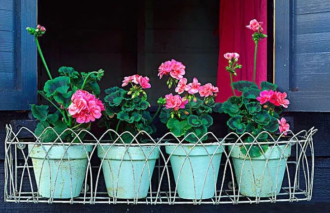 为什么有的天竺葵不开花,天竺葵不开花是什么原因呢