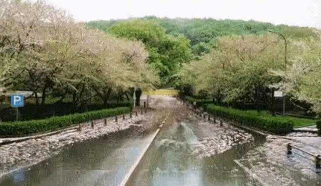 武大樱花一切美好都如约而至,武大樱花正盛开