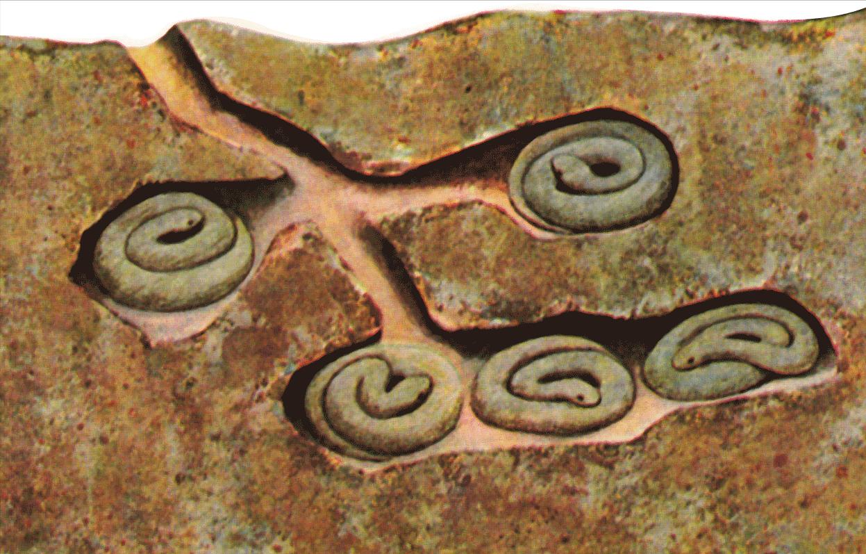 蛇冬眠为什么要几条蛇在一起,现在蛇都在冬眠为什么