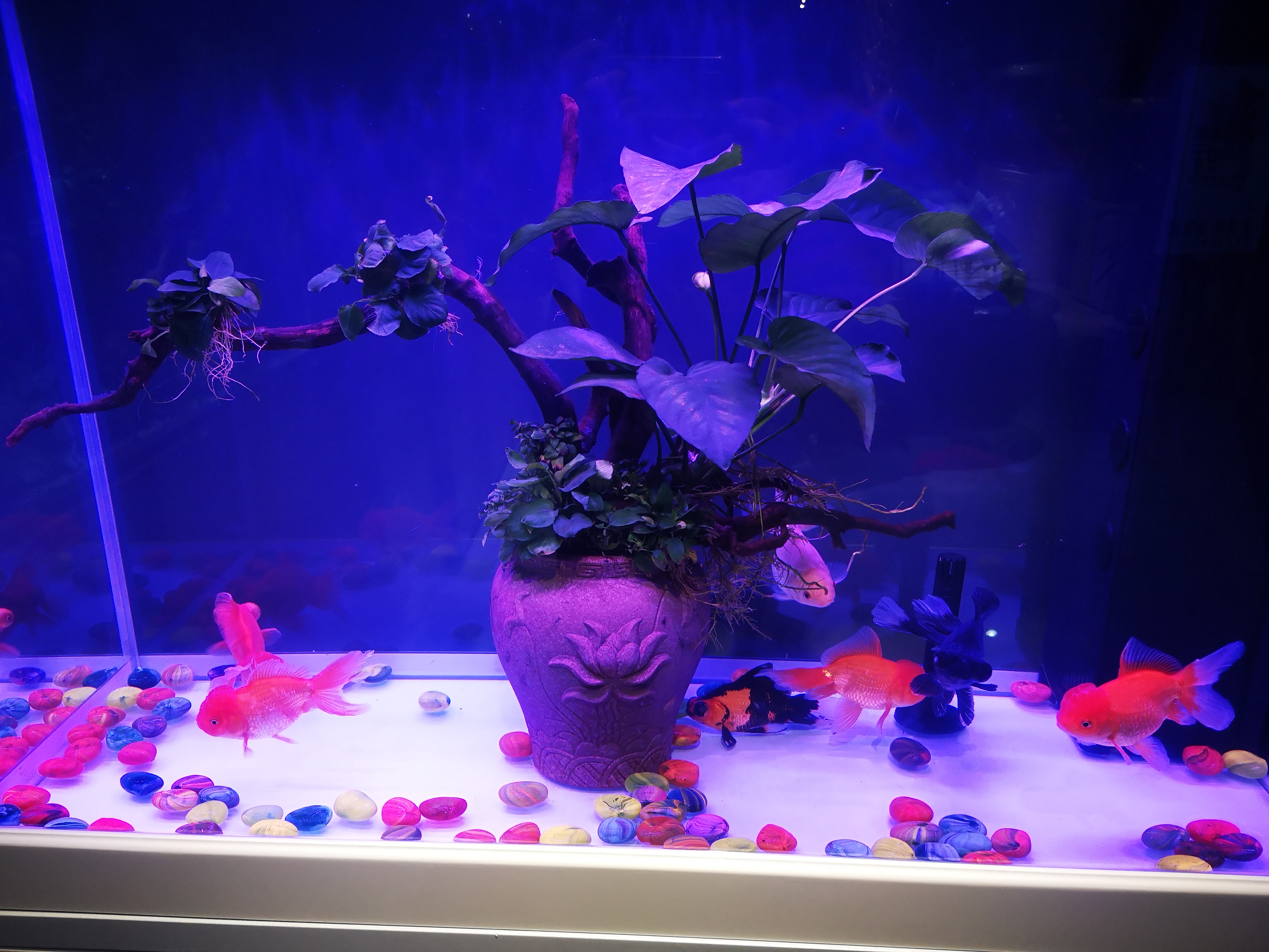 观赏鱼净水剂对鱼有没有危害,水质清澈剂对观赏鱼有没有影响