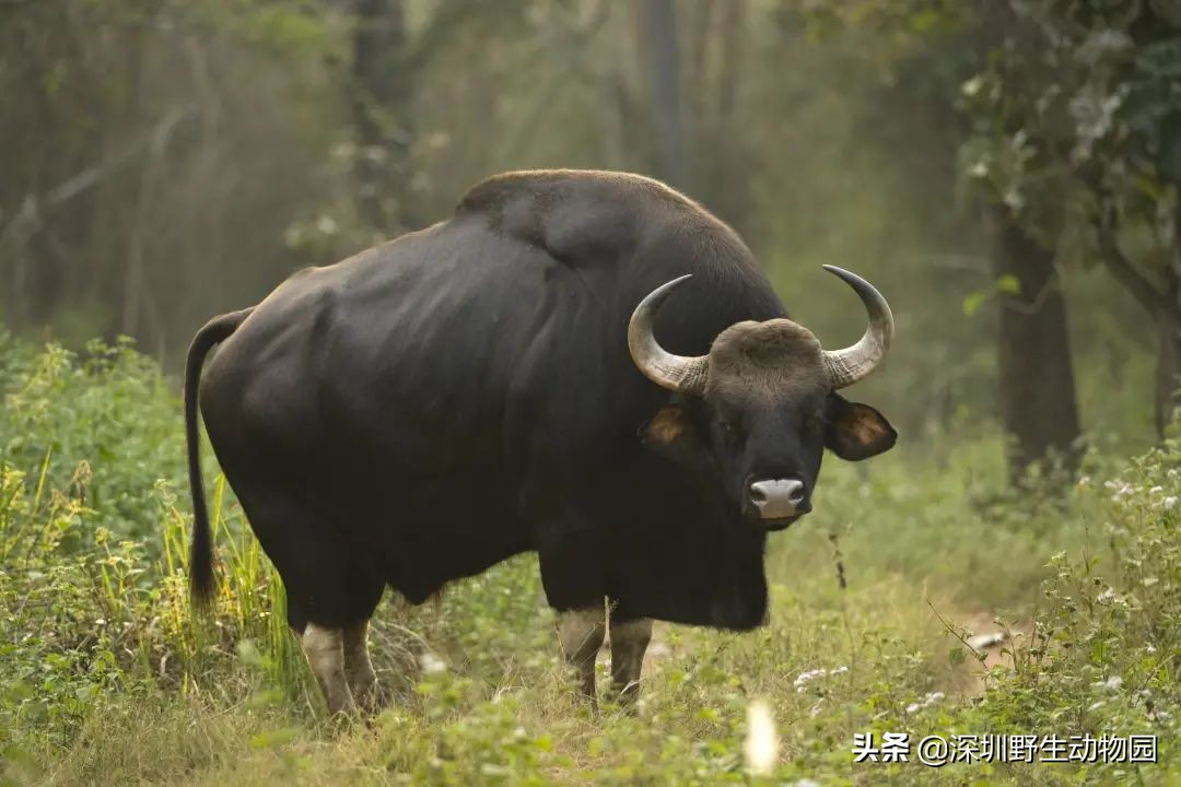 十种最强的牛科动物,牛科动物都有哪些