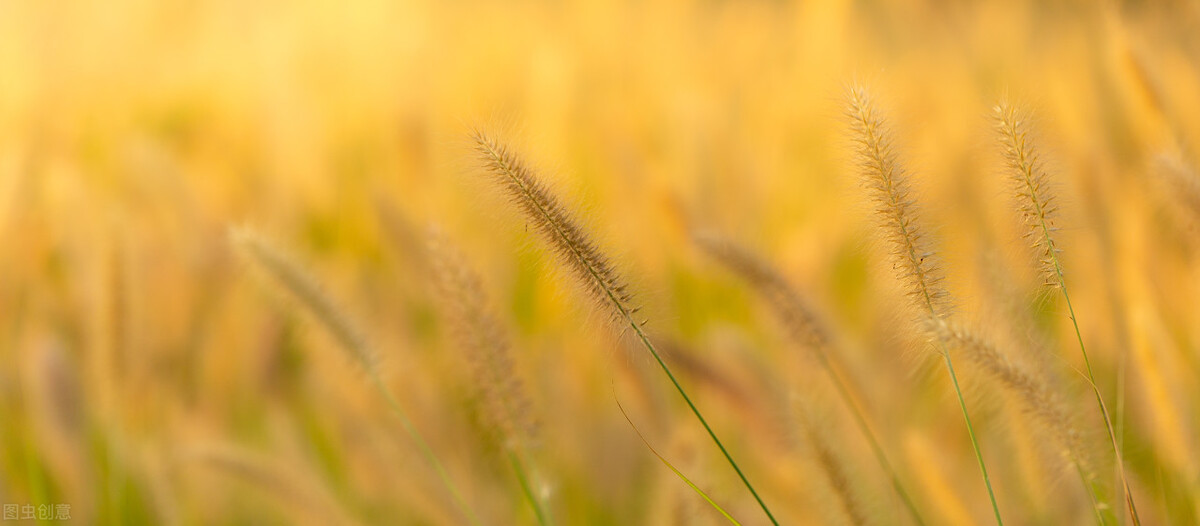 中考满分作文做最好的自己,担当中考满分作文