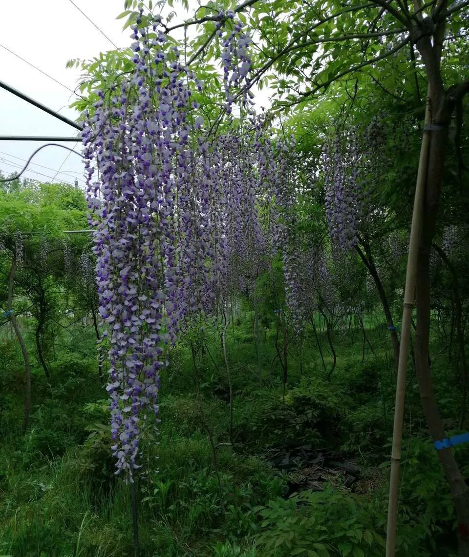 紫藤中最有名的品种叫什么名字,非常好种不需要太阳的紫藤品种