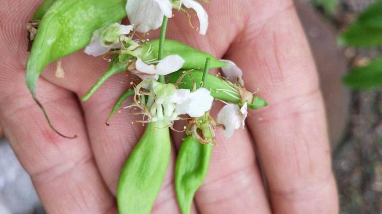 李果为什么外皮是苦的,李果底部黑点