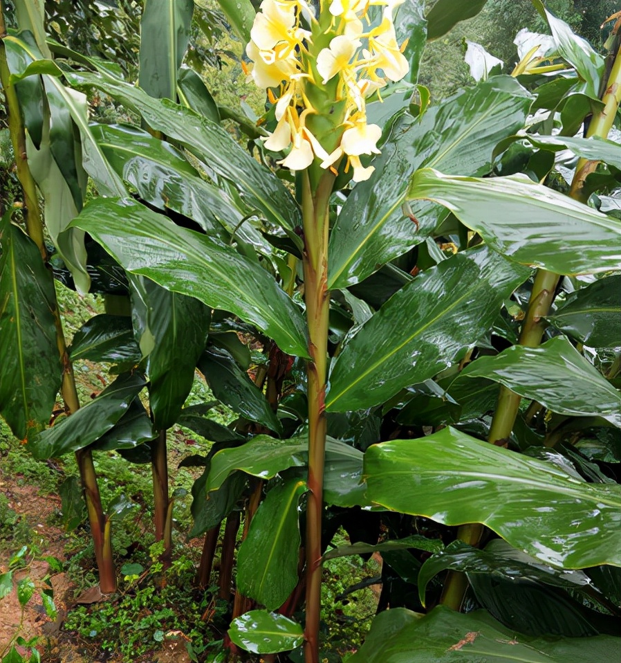 草果：调料界的“背锅侠”，常被误认成*粟罂**，1斤35元南方才有种