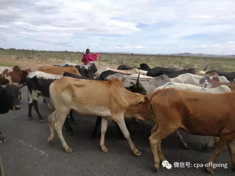 这个野奢的国度,欧美、日韩人都爱去,为何我们国家没人去?