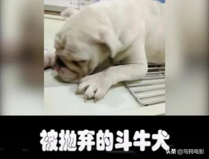 b站必看的综艺,b站能看的综艺推荐