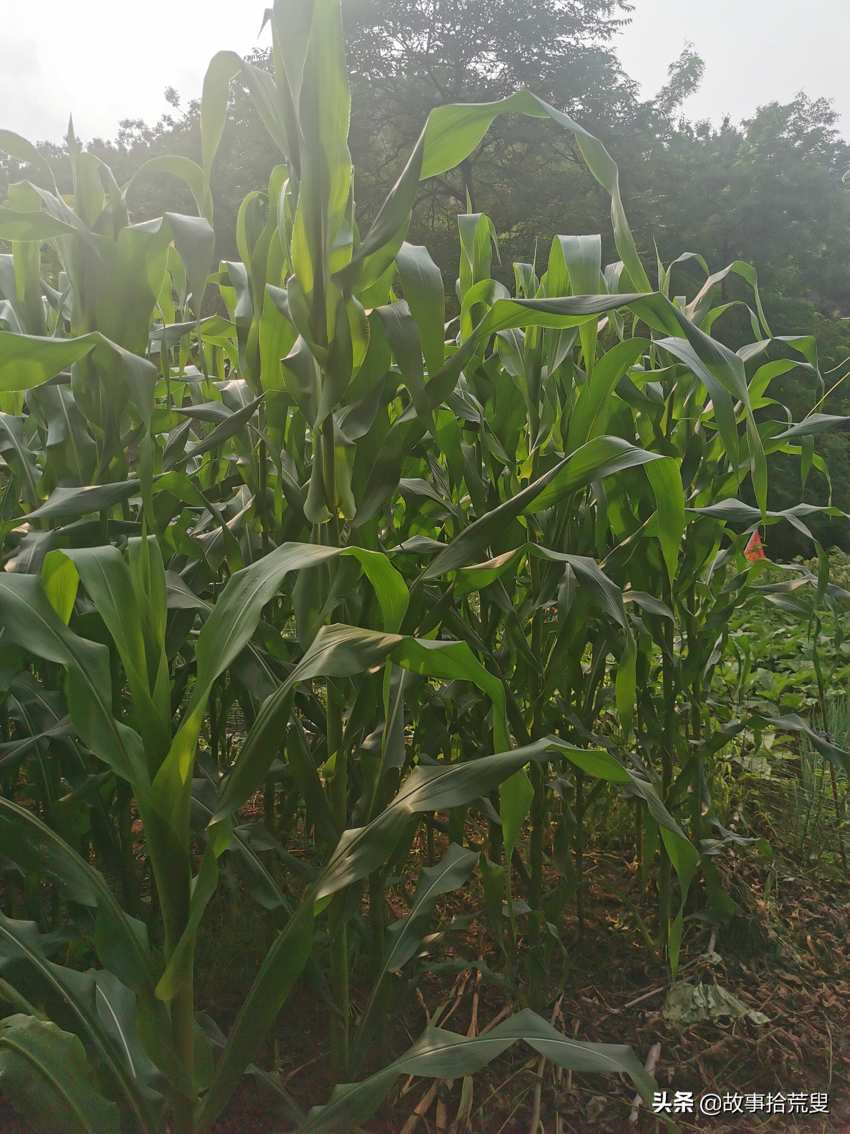 神仙是个宇航员之神农是个实验员