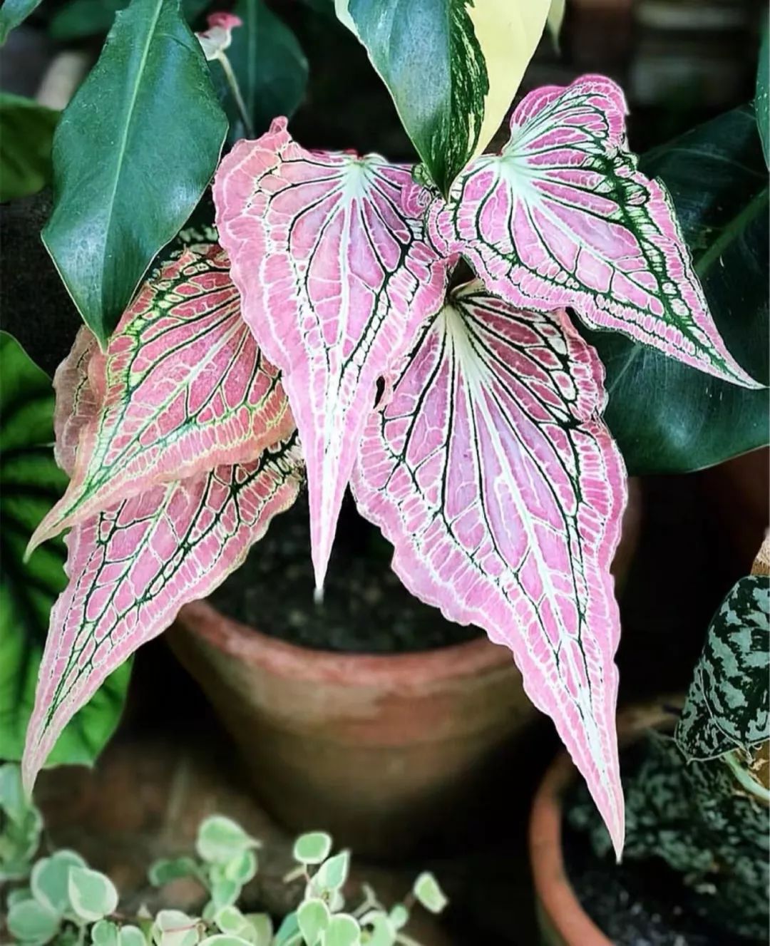 94种常见唯美观叶植物,会开花的绿色硬叶植物