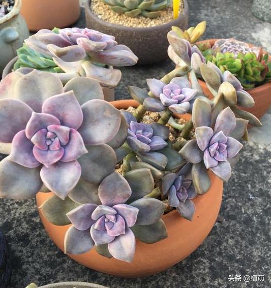 养了一年的紫乐锦没多大变化,紫乐多肉怎么爆侧芽