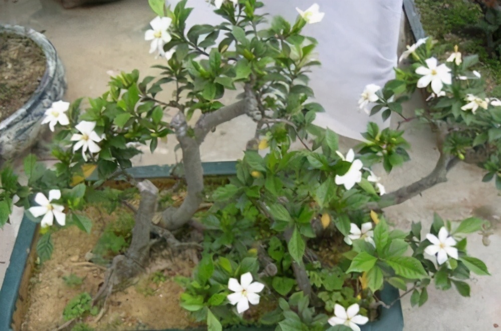 这8样植物可以在家养,家里养的3种常见植物