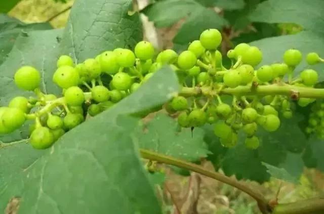 有关葡萄的病症,葡萄新梢病害图谱