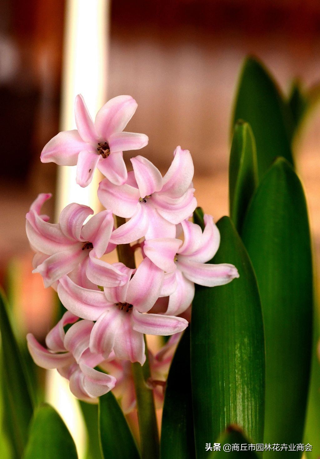 葡萄风信子种球要剥皮吗,风信子种球要不要剥皮