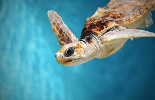 惠州海边酒店无边际泳池,惠州无边泳池民宿