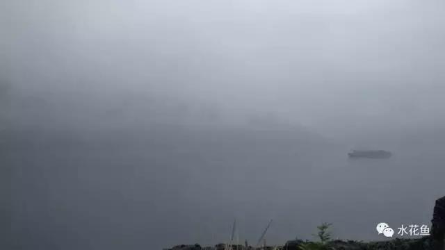 鱼苗投放鱼塘出现死亡怎么办,新进鲫鱼苗下塘大量死亡如何补救