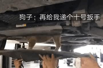 爆笑gif为了我的八块腹肌拼了,成年人幽默搞笑gif图片带字