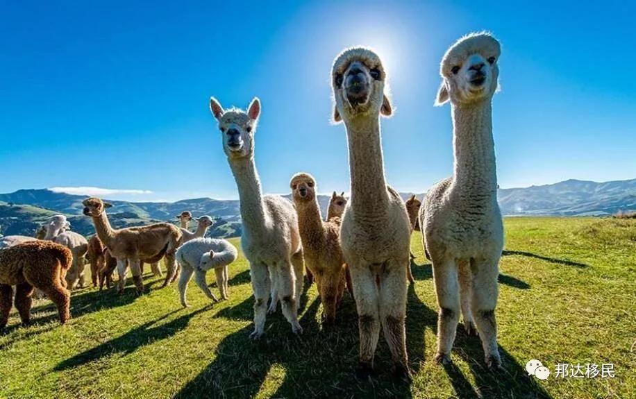 葡萄牙和新西兰哪个移民好,新西兰可以通过子女移民吗