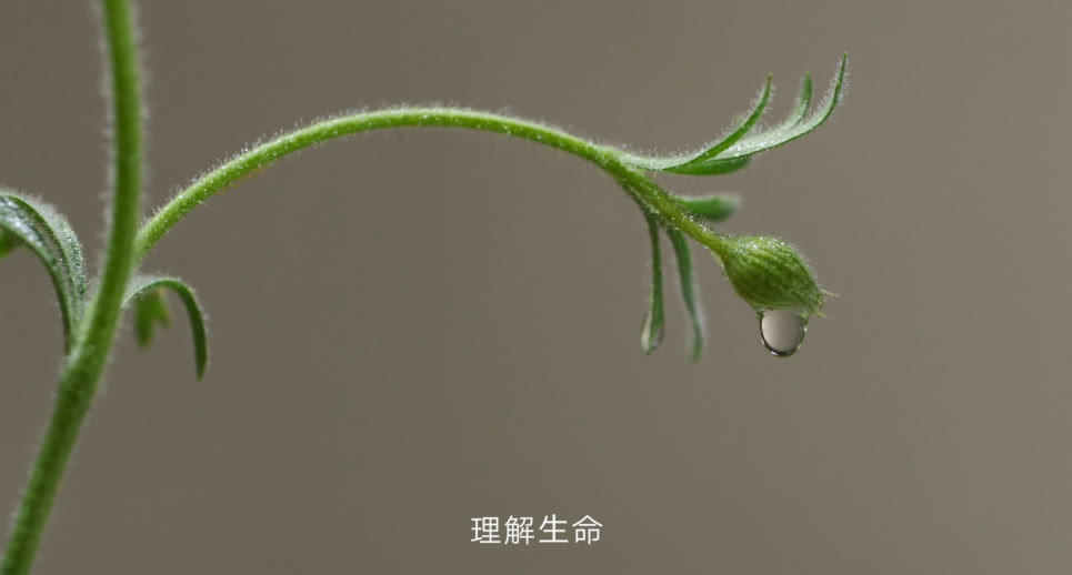 雏菊的天空气味很浓,雏菊的天空洗面奶气味