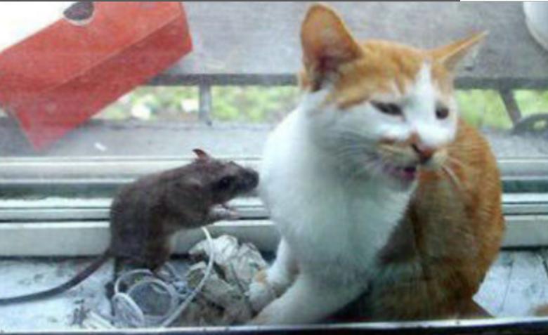 猫和老鼠一样优秀的动漫作品,猫和老鼠动漫各个角色图片