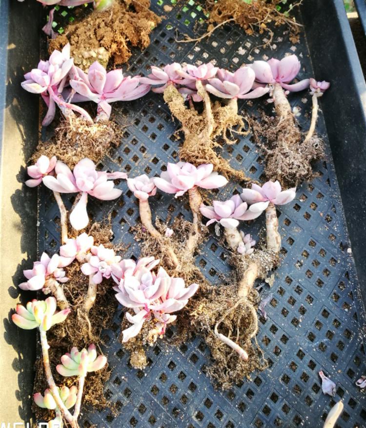 网购多肉老桩，“埋”多深有讲究！