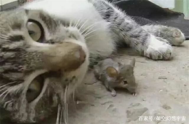 猫咪的迷惑行为历史版,可爱的猫咪黑历史