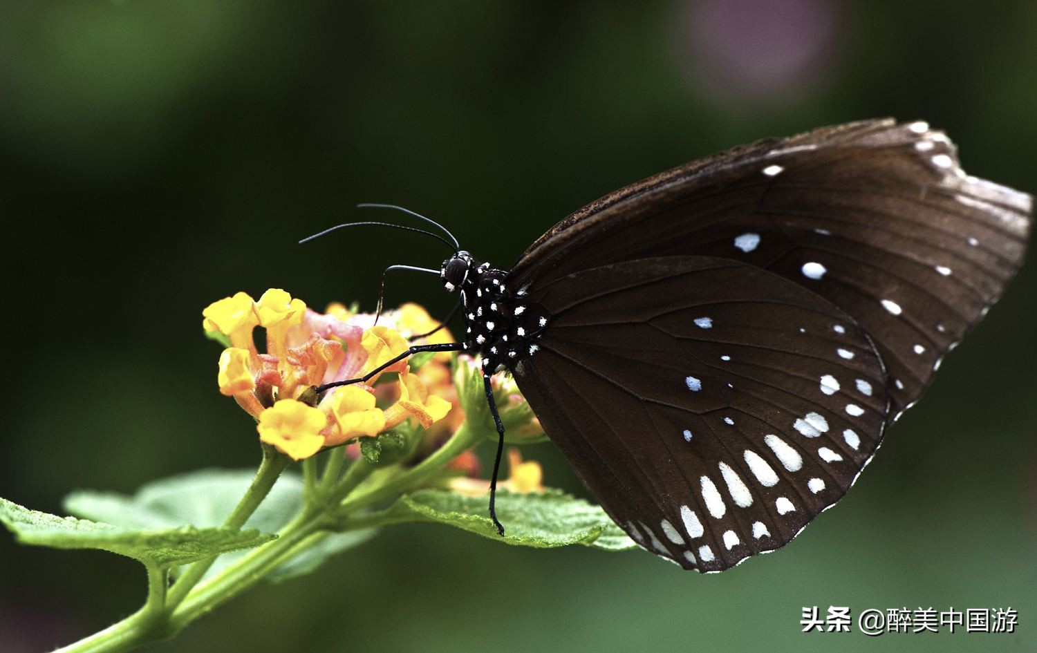 深圳青青世旅游攻略,深圳青青世界详细地址