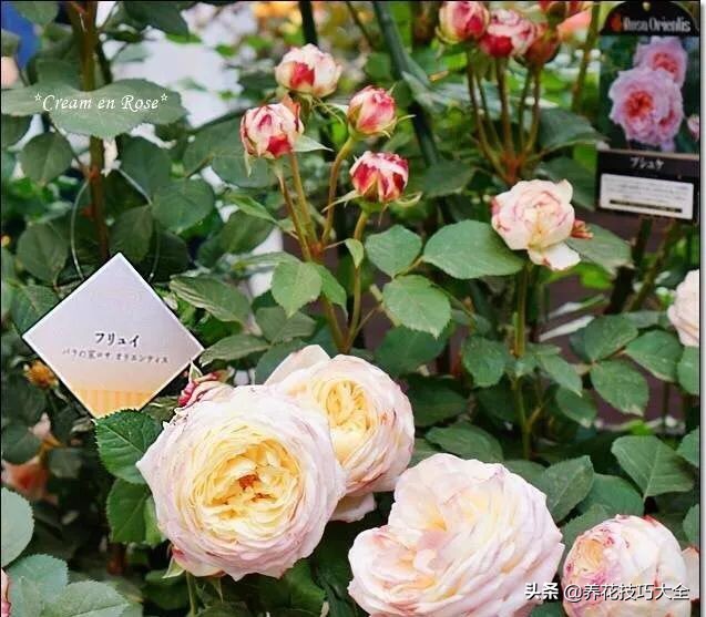 四季开花的月季又香又好养有几种,最漂亮10种盆栽月季