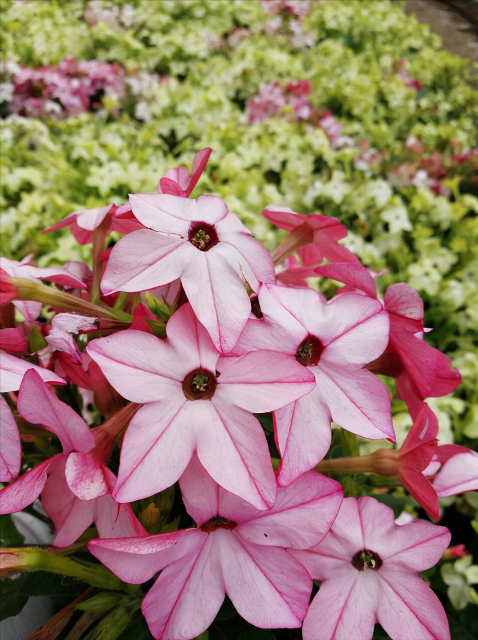 常见花卉养殖总汇,各种花卉植物养殖方法??