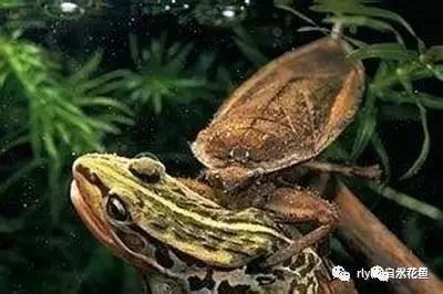 鱼苗消毒和病虫防治,水花鱼苗气泡病发病原因