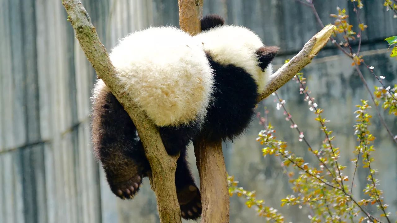 特别的萌给特别的你