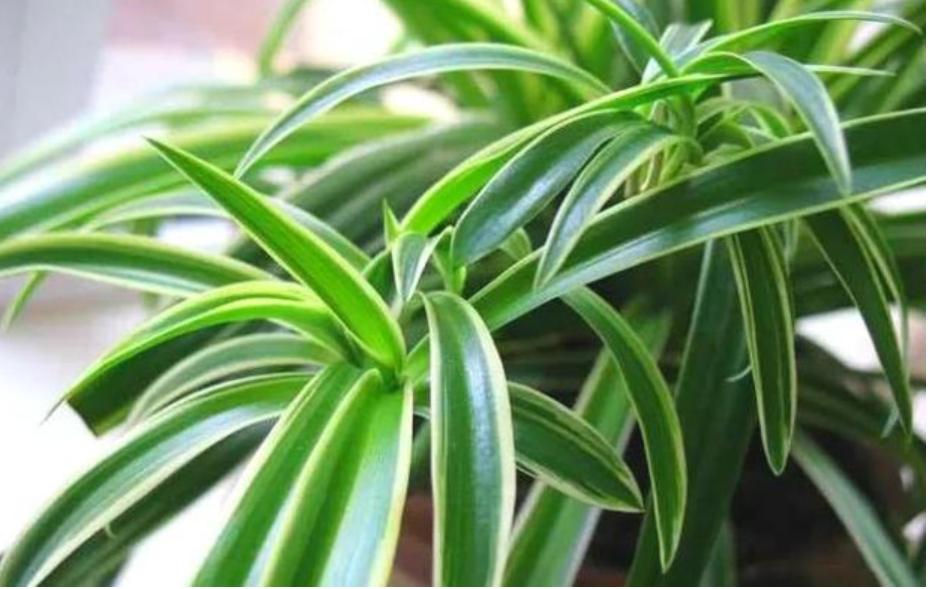 绿植花卉盆栽净化空气吸甲醛,净化空气吸甲醛绿植前十名图片