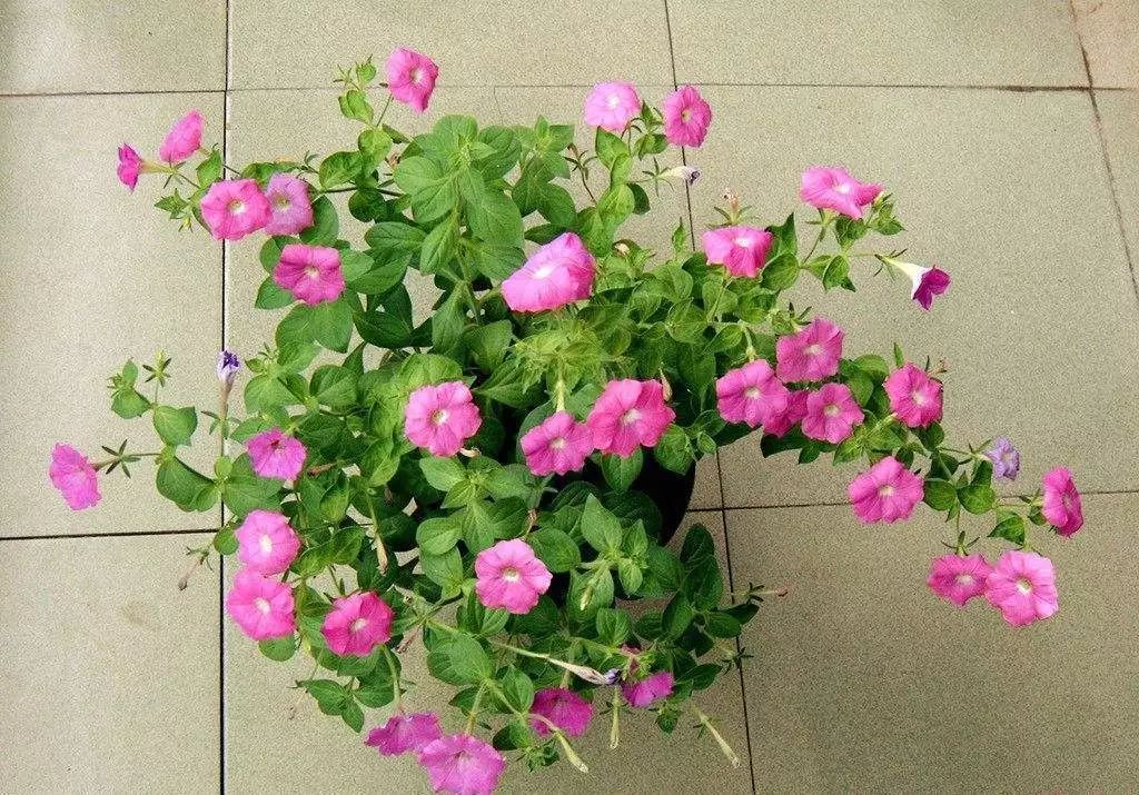 矮牵牛适合什么温度播种,矮牵牛适合在什么季节播种