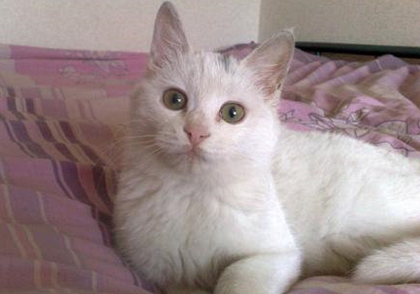 猫咪毛发会因为长大改变,猫咪秃头怎么回事