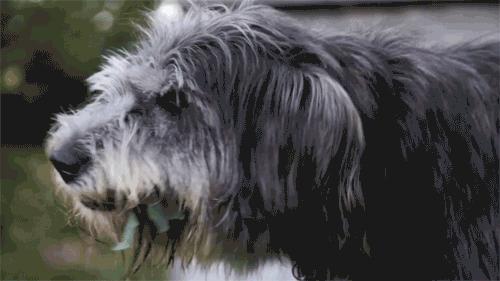 狗狗外出总是乱吃垃圾怎么办,怎么预防狗狗外出乱吃