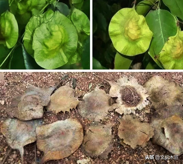 小叶紫檀降香黄檀知识讲解,小叶紫檀红酸枝木家具知识讲解