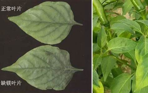 辣椒黄叶怎样防治,辣椒树烂根黄叶死苗用什么药好