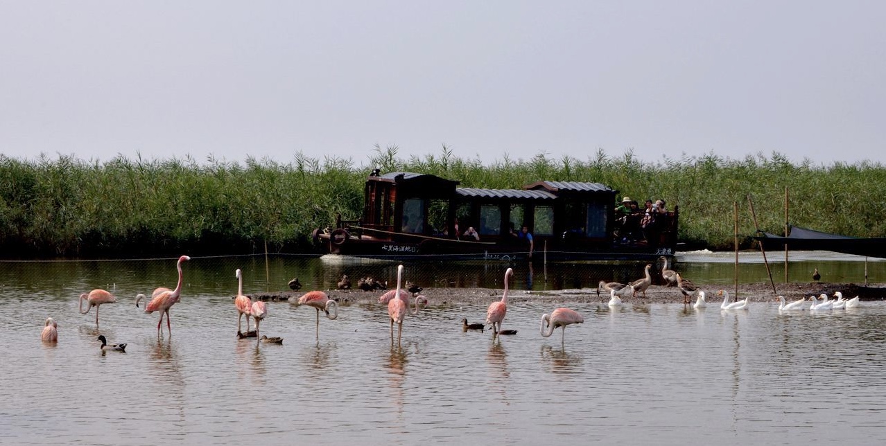 宁河区鱼米之乡,天津宁河县简介