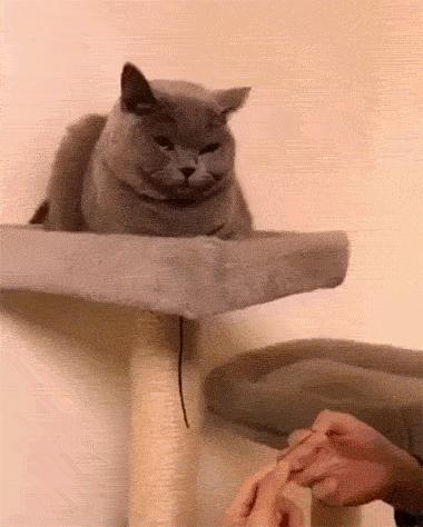 放下了七情六欲戴上金箍才能救你,带上金箍就不能有七情六欲了