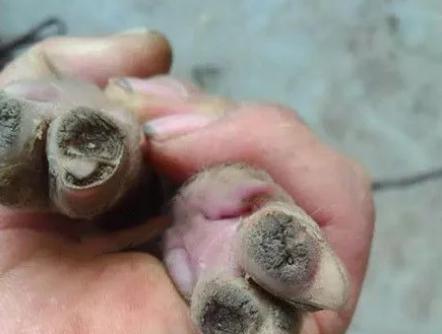母猪猪蹄开裂是什么原因,如何预防猪场小猪烂蹄
