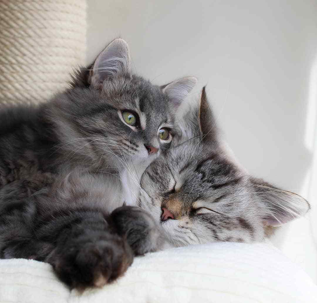 女人养猫有忌讳吗需要注意什么,正月养猫有什么讲究和忌讳