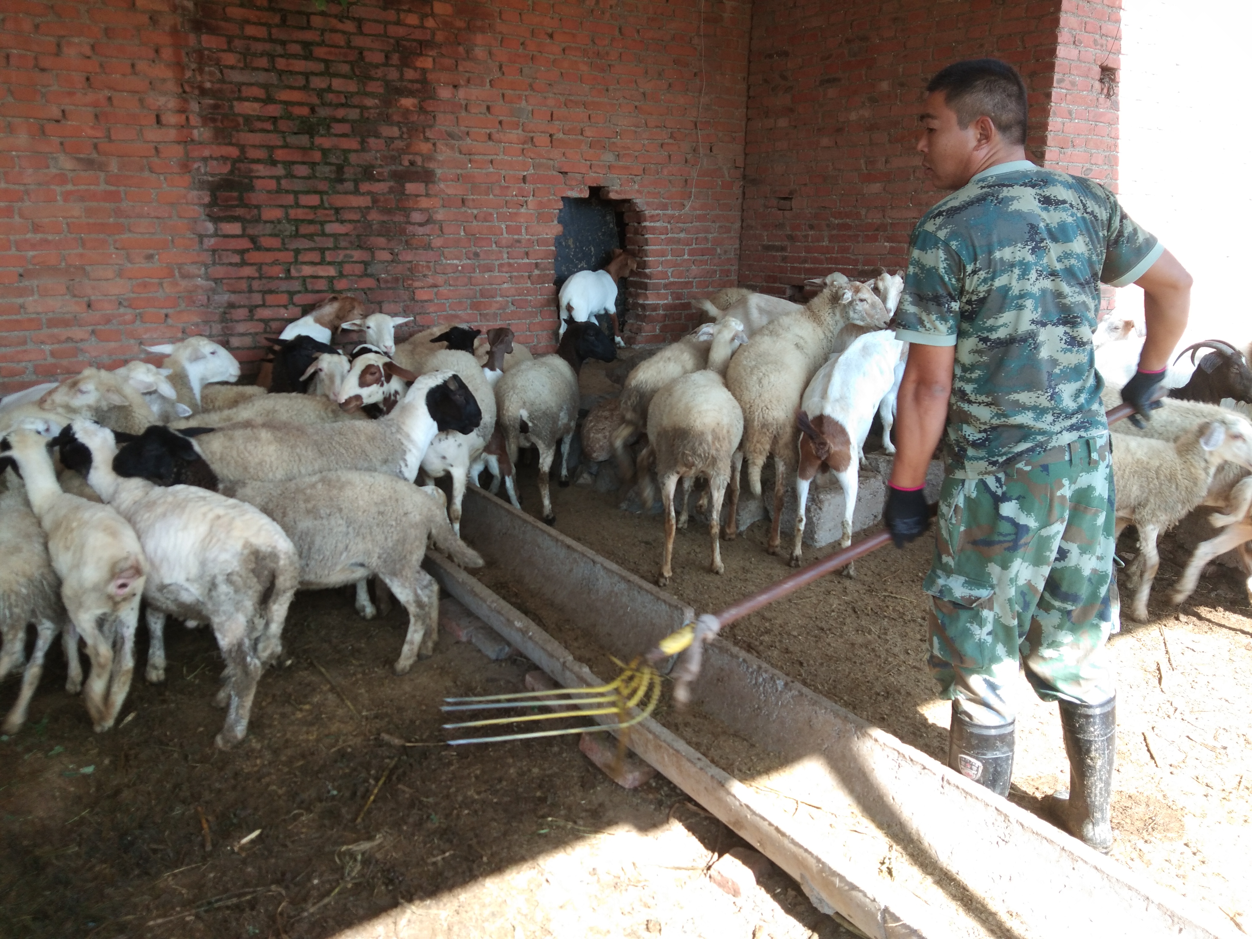 养羊中常遇到的几种母羊不受孕的原因，及其治疗方法、注意事项